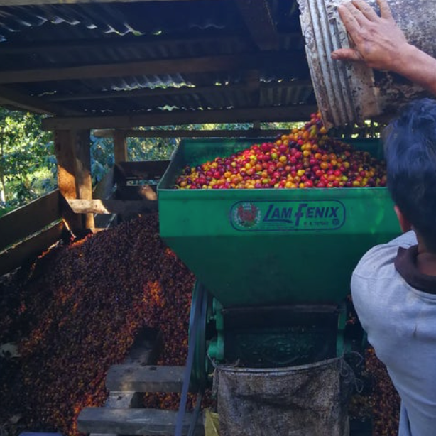 Peru, hele kaffebønner, mellemristet, 1 kg, økologisk