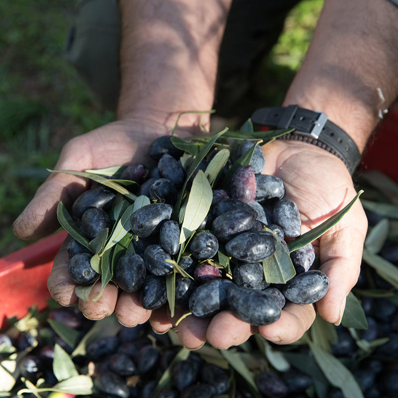 Græske Kalamata Oliven, 1000 gram, økologiske