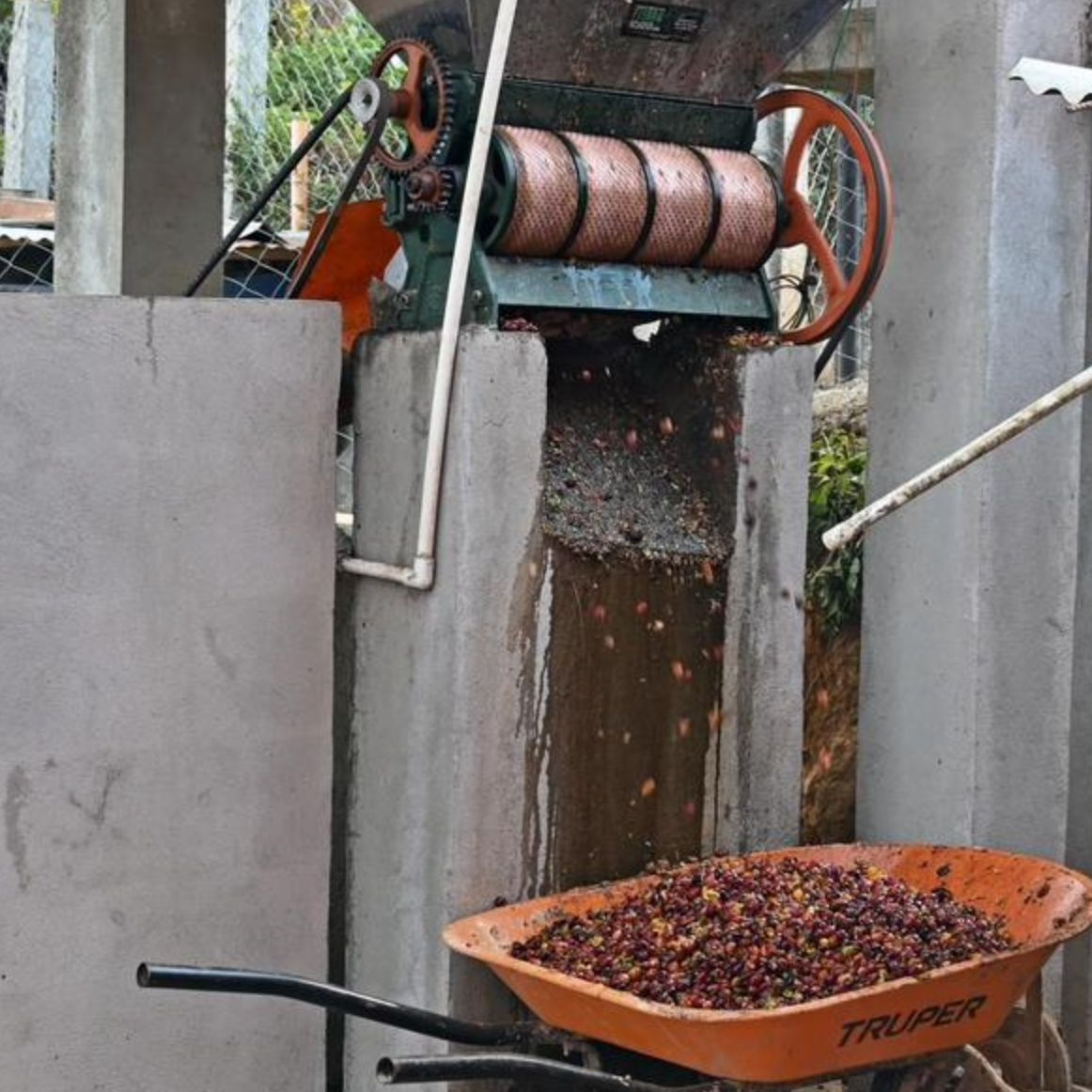 Guatemala, hele kaffebønner, 1 kg, espresso, mørkristet, økologisk
