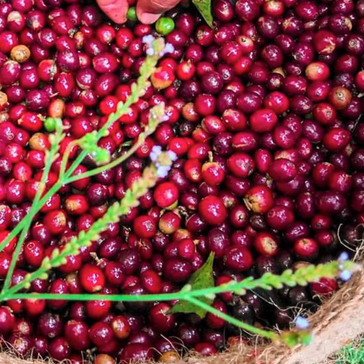 Colombia, hele kaffebønner, 1 kg, lysristet, økologisk